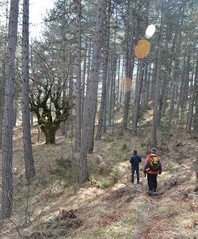 TECHNICAL STUDY FOR THE CONFIGURATION AND ENHANCEMENT OF FOREST TRAILS AND MINOR ROUTES FROM THE VASILITSA SKI CENTRE TO KIPOURIO, AS WELL AS IN THE DESKATI AREA / GREVENA REGIONAL UNIT